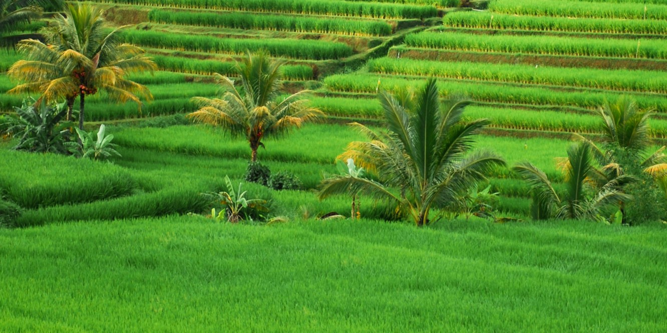 Bali rice fields